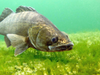 Берш – это вам не судак: какая рыба ловится в астраханских реках