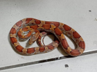 Астраханец обнаружил в квартире живую американскую змею