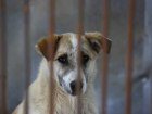 Астраханский приют для собак подозревается в насилии над животными