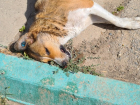 В Астрахани травили уличных собак с бирками 