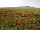 В Астраханской области прошёл фестиваль тюльпанов 