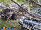 В Астраханской области дерево рухнуло на две машины