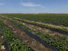 В Астраханской области растет число агропредприятий: отличный показатель