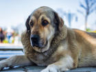 Директора астраханского питомника ждет суд за жестокое обращение с собаками