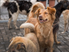 Астраханский депутат предложил усыплять «невостребованных» собак
