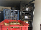 Почти тонна раков: полиция задержала в Астрахани незаконного перевозчика
