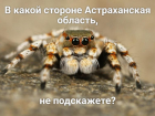 На улицах Астраханской области замечены южно-русские тарантулы
