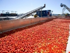 В Астраханской области планируют собрать первый декабрьский урожай томатов 