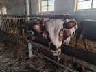 Под Астраханью массово забивают скот из-за опасного заболевания