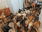 Астраханка держала в своей квартире 35 собак