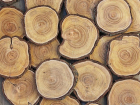 Астраханец получил условный срок за незаконный спил 161 дерева в Енотаевском районе