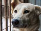 У собак из астраханского «Экоприюта» выявили смертельные заболевания