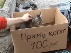В Астрахани на птичьем рынке сняли с продаж котят и щенков