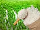 В Астраханской области появится комплекс по выращиванию риса