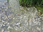 В Астраханской области из-за перекрытия канала погибло более 55 000 экземпляров рыбы