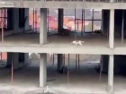 Алло, мы ищем застройщика: собака попала в лабиринт недостроя в Астрахани