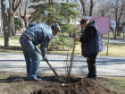 Астраханцев попросили не губить новые деревья и цветы
