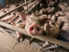 В Ахтубинске Астраханской области выявлен очаг африканской чумы свиней