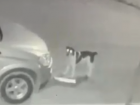 Бродячая собака в Астрахани оторвала у машины госномер