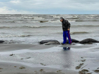 СПЧ заинтересовался гибелью тюленей на Каспии: жертв уже 2500