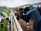 Перегон скота через госграницу создает риски эпизоотической ситуации в Астрахани