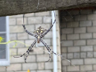 В Астрахани началось нашествие ядовитых пауков 