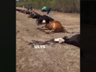 Из-за качества видео в местечке под Астраханью заговорили о гибели скота 