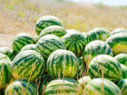 В Астраханской области планируют выращивать больше арбузов и дынь