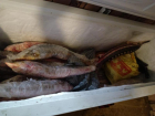 В Астраханской области мужчина занимался незаконной ловлей «краснокнижных» рыб