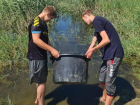 Астраханские школьники героически спасают рыбную молодь 