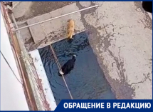 Жильцы многоэтажки на Адмирала Нахимова в Астрахани больше месяца жалуются на течь канализации