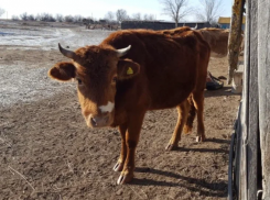 В Астраханской области будут отлавливать гуляющих без надзора коров