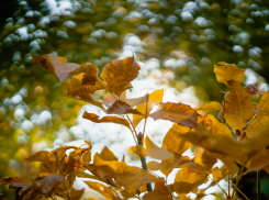 Бабье лето не обещают на следующей неделе астраханцам
