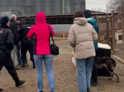 Руководитель астраханского приюта, из которого увозили мертвых собак, избегает встреч со СМИ и волонтерами