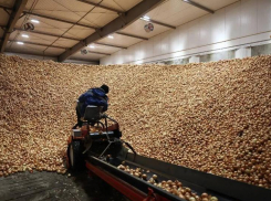 Астраханская область поставила несколько рекордов в сельском хозяйстве