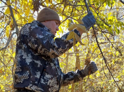 Более одной тонны семян джузгуна, ясеня и вяза заготовили астраханские лесхозы