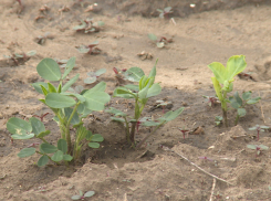 В мае астраханское предприятие приступило к выращиванию арахиса 
