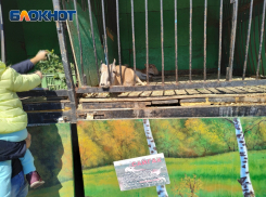 История с сайгаками из передвижного зоопарка в Астрахани получила продолжение