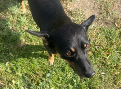 В Астраханской области девочке, укушенной собакой, возместят моральный вред