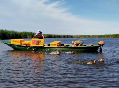 В охотничьи угодья Астраханской области выпустили 200 уток
