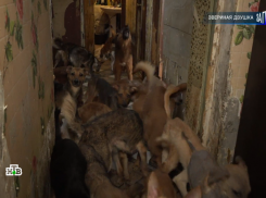 Астраханка держала в двухкомнатной квартире 40 собак и кошек