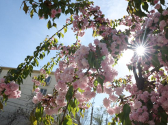 Астраханское тепло заставило зацвести японскую вишню
