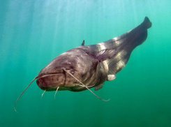Подводного хищника размером с человека поймали в Астраханской области