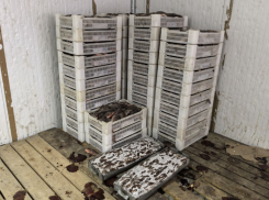 Тонну опасной рыбы вынесли со складов под Астраханью