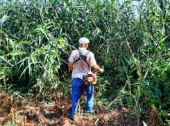 В Астрахани уничтожили 3000 «квадратов» наркосодержащих растений