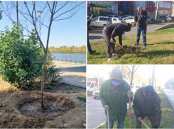 За два дня в парках Астрахани высадили полтысячи кустарников и деревьев
