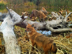 С ноября в Астраханской области начнется охота на шакалов