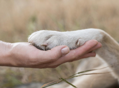 Стало известно, сколько бездомных собак поймают в Астраханской области в 2023 году