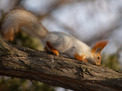Зверек, даривший радость астраханцам на площади Ленина, погиб