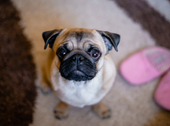 Ветсовет: как ухаживать за своими четвероногими друзьями 